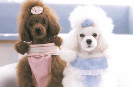 黄色贵宾犬多少钱一只 价格区间在这里(图2)