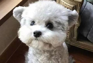 黄色贵宾犬多少钱一只 价格区间在这里(图3)