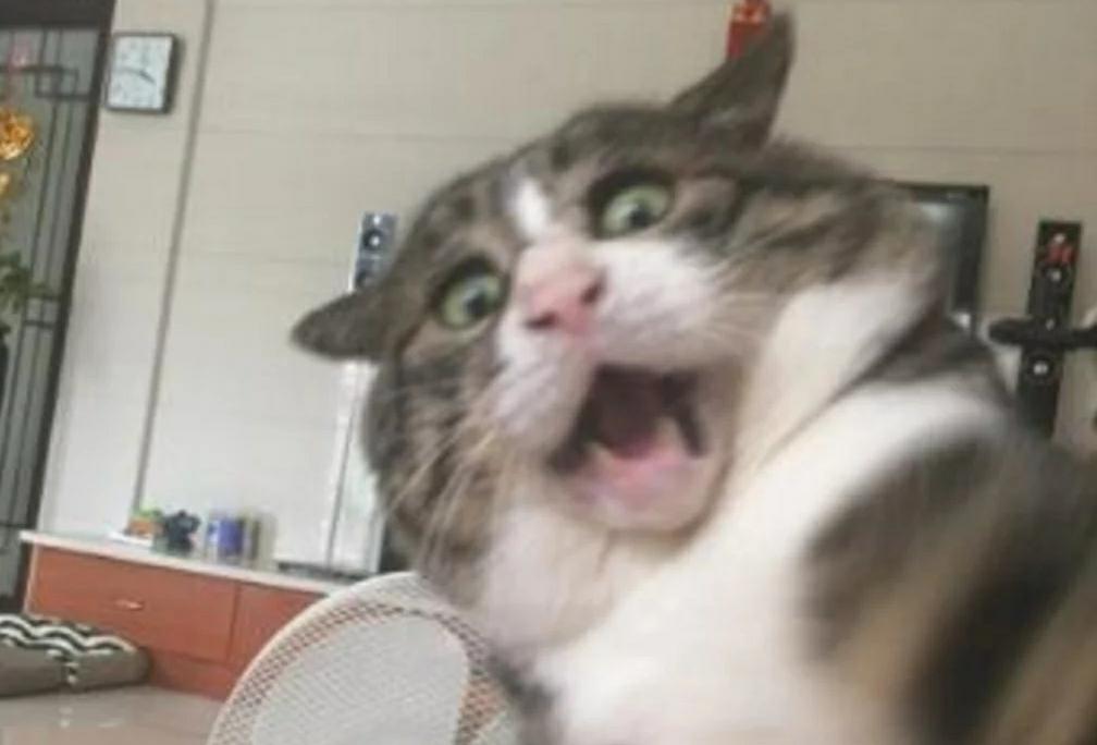 猫咪扒在沙发上玩 忽然从高处跌落怪物掉落时 流露出的表情让人笑喷了！(图1)