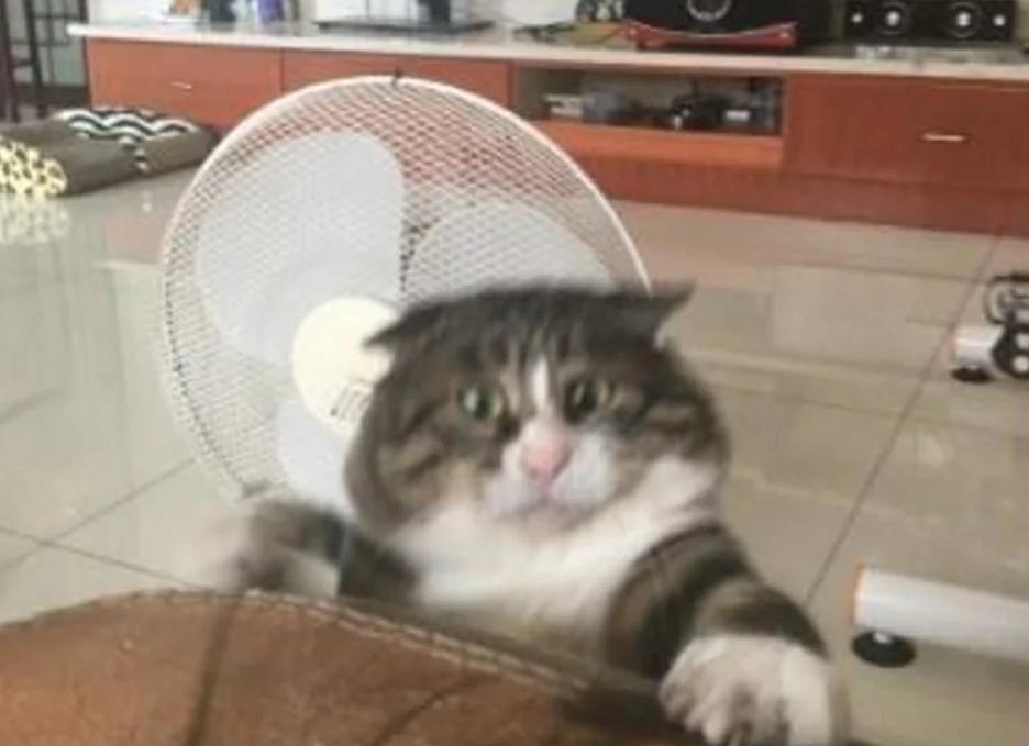 猫咪扒在沙发上玩 忽然从高处跌落怪物掉落时 流露出的表情让人笑喷了！(图2)