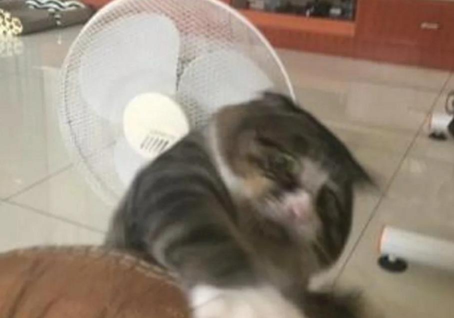 猫咪扒在沙发上玩 忽然从高处跌落怪物掉落时 流露出的表情让人笑喷了！(图3)