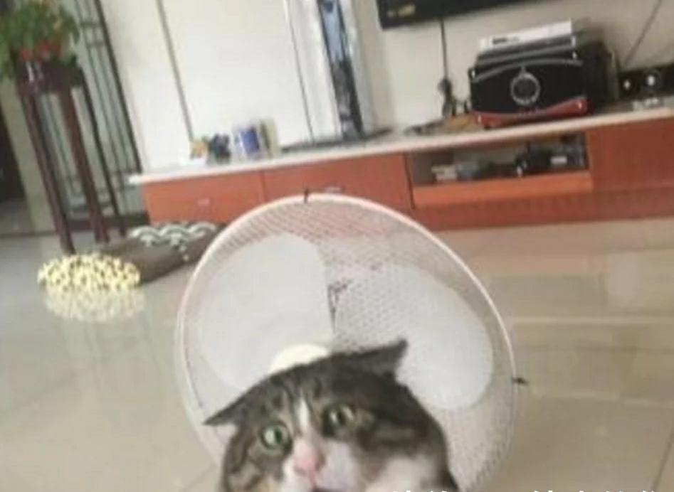 猫咪扒在沙发上玩 忽然从高处跌落怪物掉落时 流露出的表情让人笑喷了！(图4)
