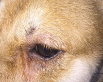 狗狗眼睛发红的是得了什么好病？来看看吧(图2)