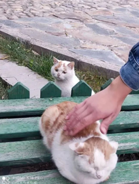 流浪猫的逆袭之路|变得了京城阔少 还住上了大别墅！(图2)