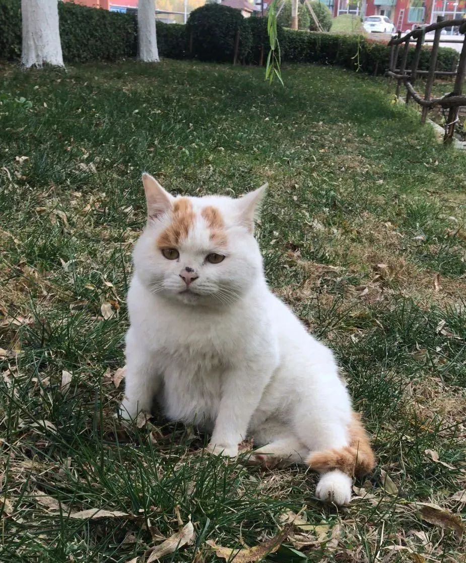 流浪猫的逆袭之路|变得了京城阔少 还住上了大别墅！(图1)