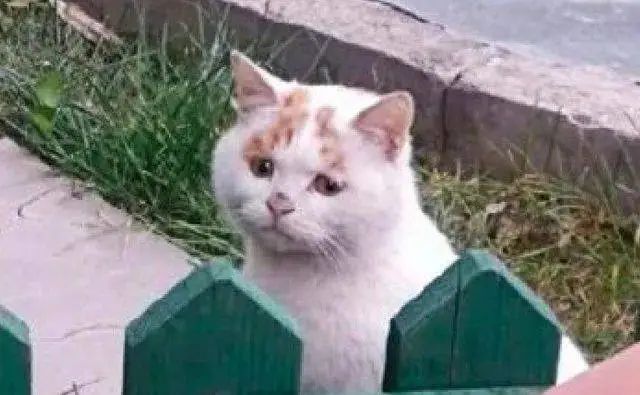 流浪猫的逆袭之路|变得了京城阔少 还住上了大别墅！(图3)