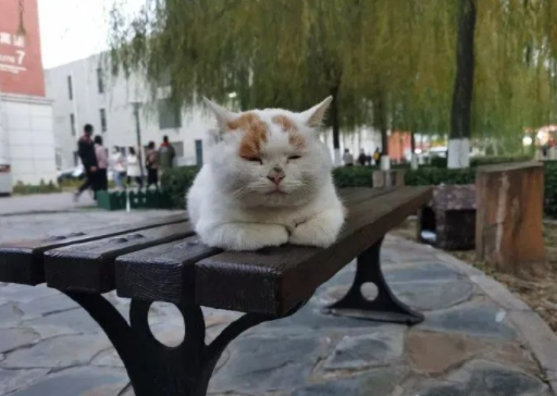 流浪猫的逆袭之路|变得了京城阔少 还住上了大别墅！(图4)