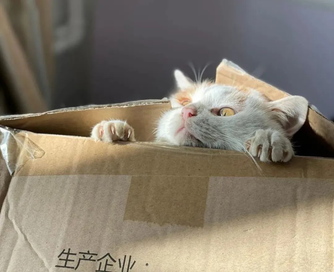 流浪猫的逆袭之路|变得了京城阔少 还住上了大别墅！(图5)