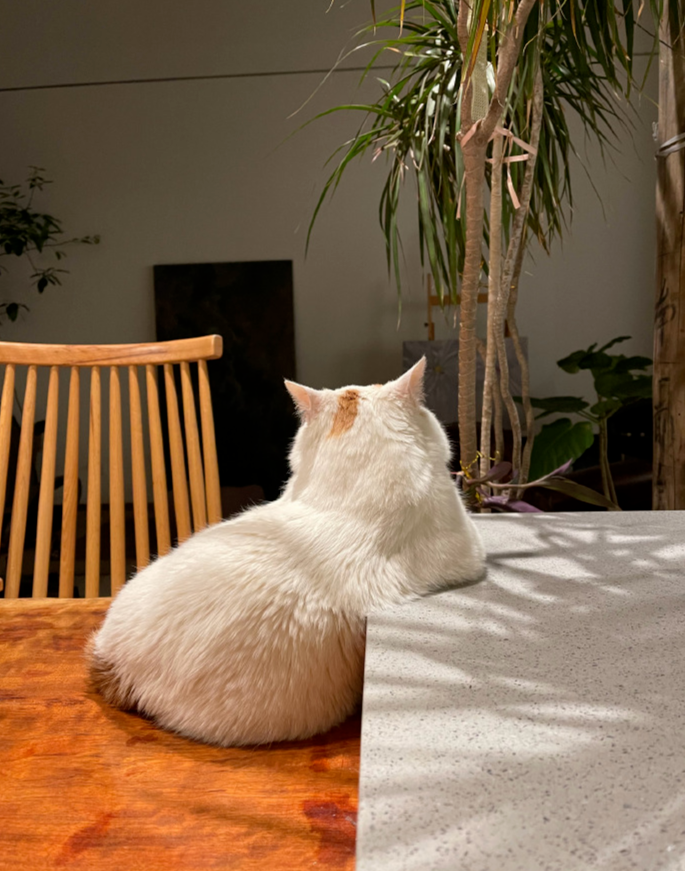 流浪猫的逆袭之路|变得了京城阔少 还住上了大别墅！(图8)