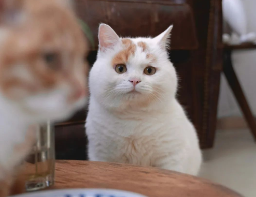 流浪猫的逆袭之路|变得了京城阔少 还住上了大别墅！(图9)