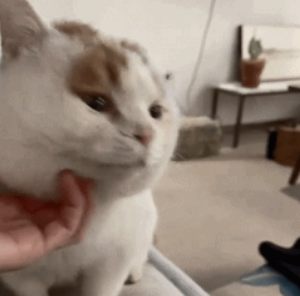 流浪猫的逆袭之路|变得了京城阔少 还住上了大别墅！(图10)