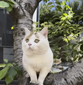 流浪猫的逆袭之路|变得了京城阔少 还住上了大别墅！(图13)
