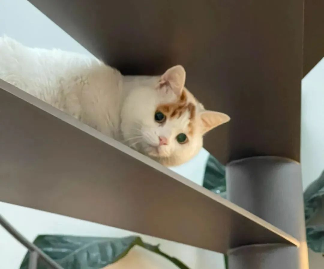 流浪猫的逆袭之路|变得了京城阔少 还住上了大别墅！(图17)