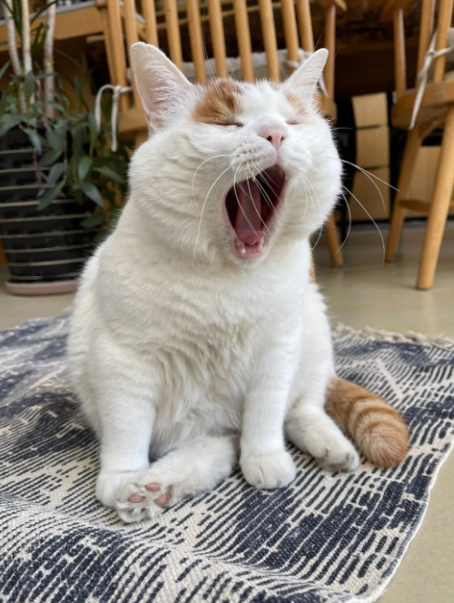 流浪猫的逆袭之路|变得了京城阔少 还住上了大别墅！(图18)