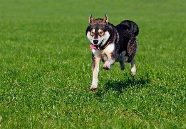 哈士奇吃什么好？旅游必备的喂饲知识(图3)