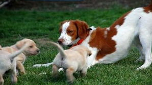 犬弓形虫要如何有效预防？病因是什么？(图2)