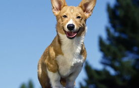 犬弓形虫要如何有效预防？病因是什么？(图1)