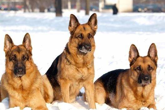 德国牧羊犬智商 它另外一面你可不知道(图1)