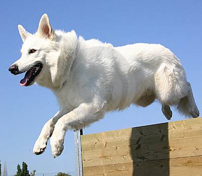 德国牧羊犬智商 它另外一面你可不知道(图3)