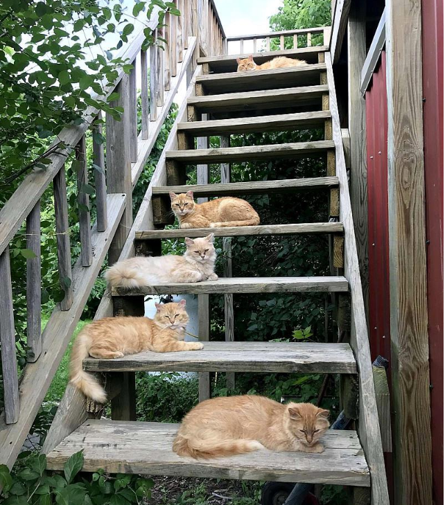 买农舍送15只猫 另外这个好事？(图1)