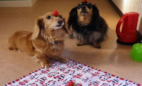 宠物狗狗不吃东西还呕吐该怎么办啊？来去看看吧(图1)