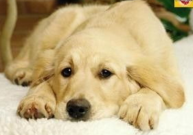 宠物狗狗不吃东西还呕吐该怎么办啊？来去看看吧(图2)