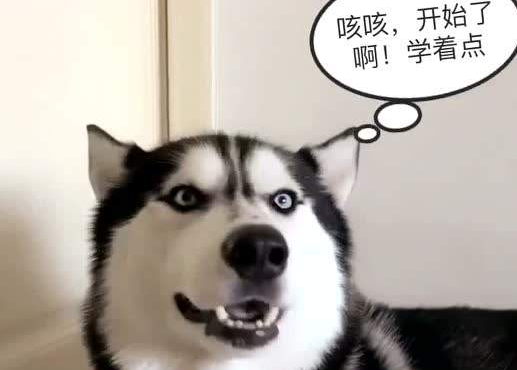 狗学狼叫咋回事?反正都是在能表达(图1)