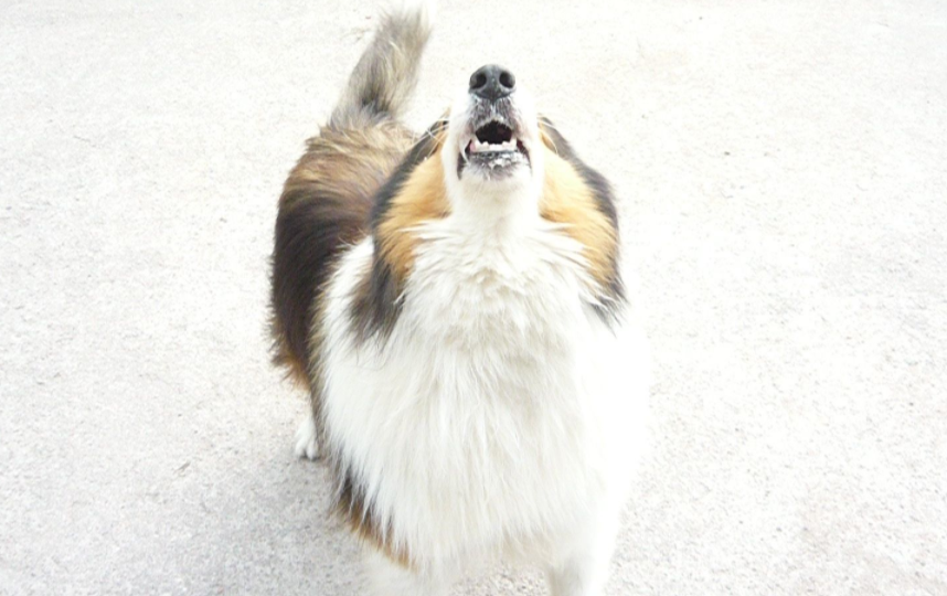 狗学狼叫咋回事?反正都是在能表达(图2)