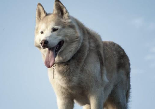 狗狗生了病怎么办？狗狗感冒发烧的注意事项来看看吧吧(图1)