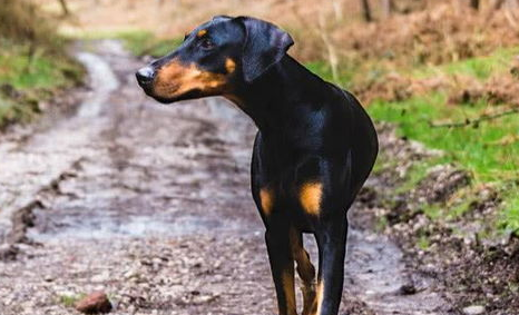 狗狗生了病怎么办？狗狗感冒发烧的注意事项来看看吧吧(图2)