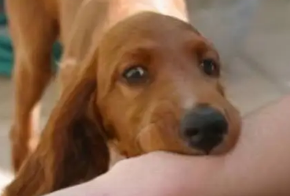 被宠物轻微的咳嗽挠伤后 要打狂犬疫苗吗？(图1)