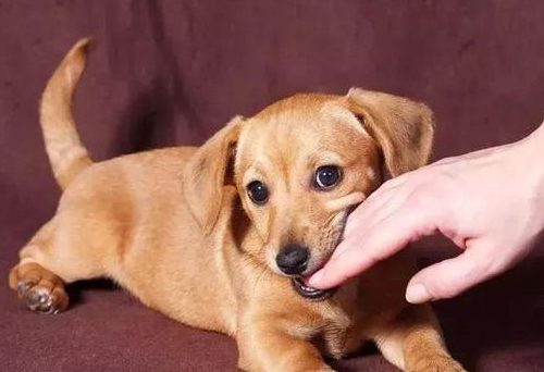 被宠物轻微的咳嗽挠伤后 要打狂犬疫苗吗？(图2)