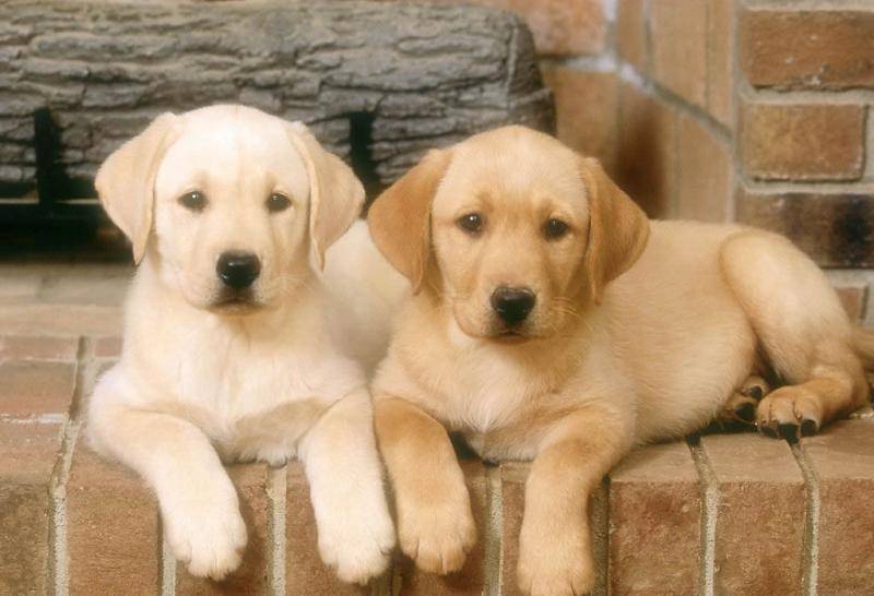 什么东西品种的狗最聪明？这几种不笨的狗你所了解吗(图1)