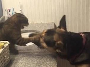 德国牧羊犬和一只猫对打了半天狗是在搞笑的电影而猫真你生气了(图1)