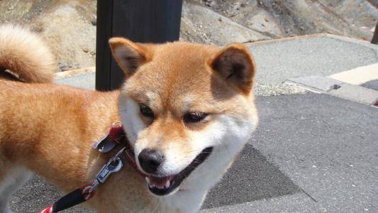 秋田犬咋样 带你去解析它(图1)