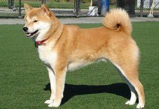 秋田犬咋样 带你去解析它(图3)