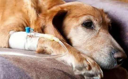 什么是伪狂犬病？伪狂犬病的症状及防治方法 (图1)