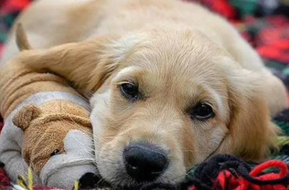 什么是伪狂犬病？伪狂犬病的症状及防治方法 (图2)