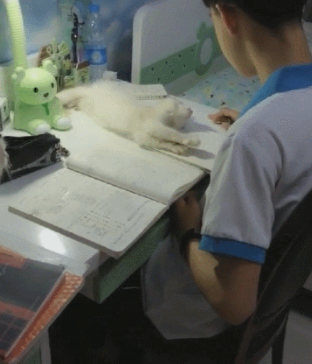 猫咪打挠孩子写作业 看看吧硬核妈妈是怎摸无法降服的？(图4)