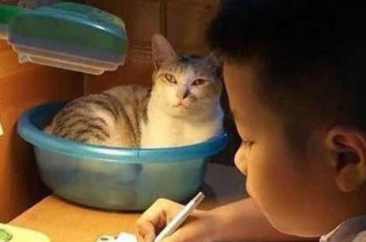 猫咪打挠孩子写作业 看看吧硬核妈妈是怎摸无法降服的？(图1)