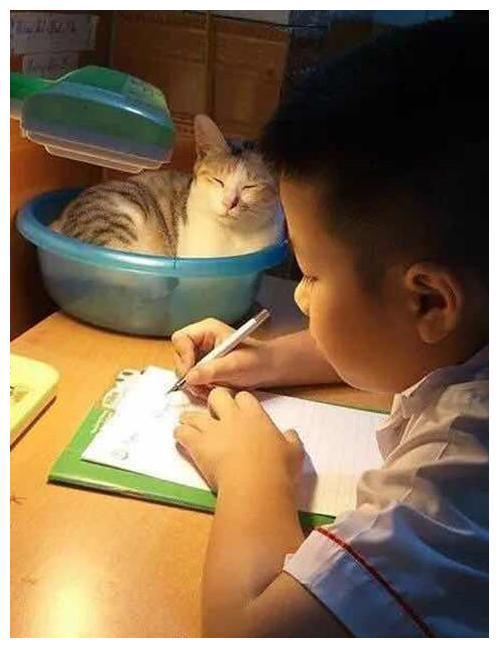 猫咪打挠孩子写作业 看看吧硬核妈妈是怎摸无法降服的？(图2)