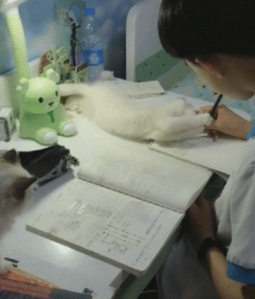 猫咪打挠孩子写作业 看看吧硬核妈妈是怎摸无法降服的？(图3)