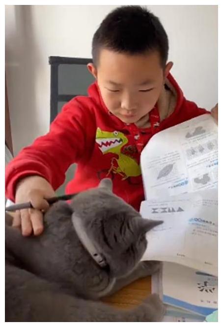 猫咪打挠孩子写作业 看看吧硬核妈妈是怎摸无法降服的？(图5)