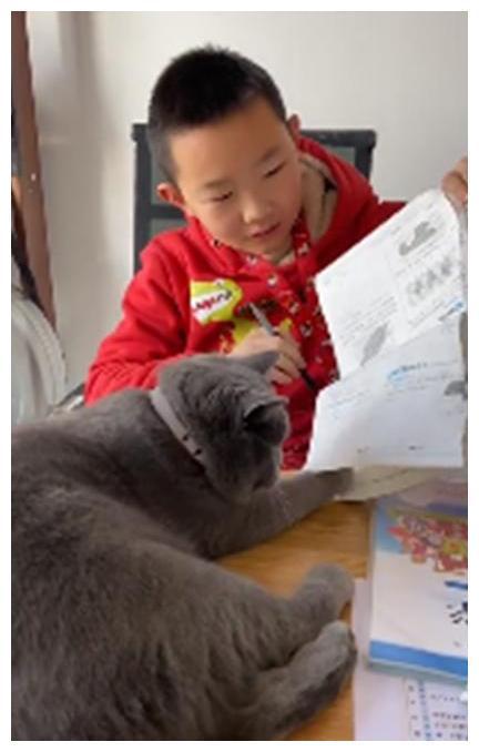 猫咪打挠孩子写作业 看看吧硬核妈妈是怎摸无法降服的？(图6)