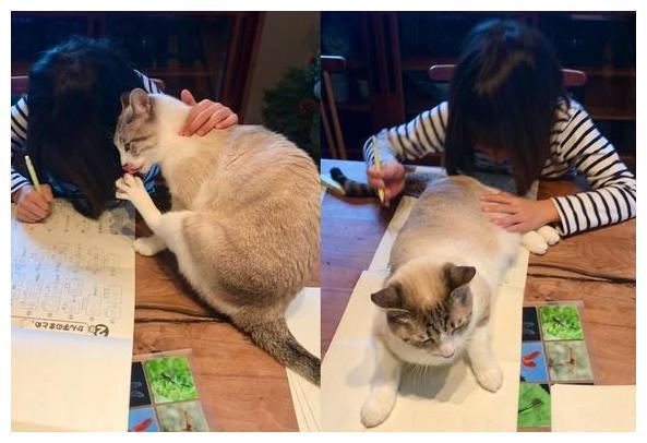猫咪打挠孩子写作业 看看吧硬核妈妈是怎摸无法降服的？(图7)