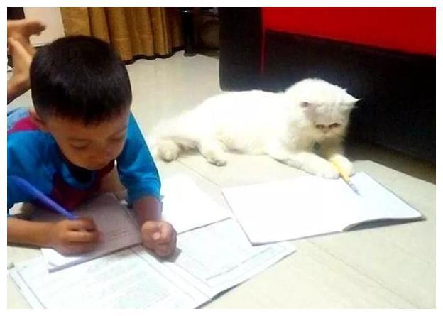猫咪打挠孩子写作业 看看吧硬核妈妈是怎摸无法降服的？(图10)