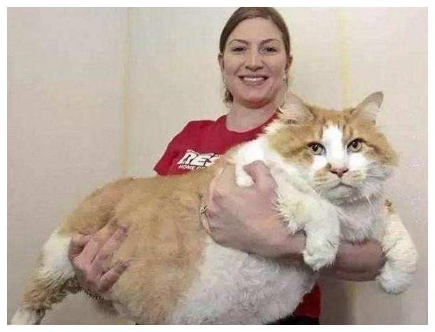 猫咪打挠孩子写作业 看看吧硬核妈妈是怎摸无法降服的？(图12)