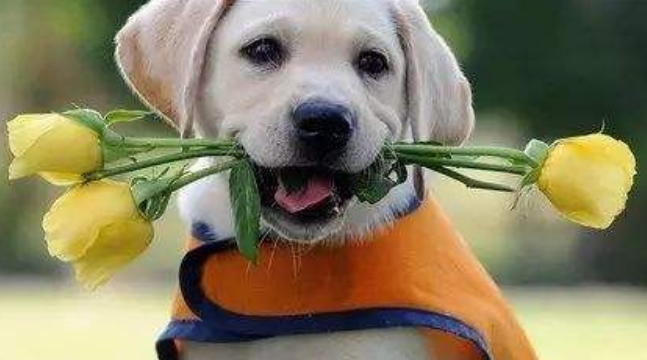 拉布拉多爱咬东西咋办？就应该要这样来训导下(图1)