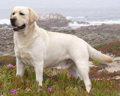 拉布拉多爱咬东西咋办？就应该要这样来训导下(图2)