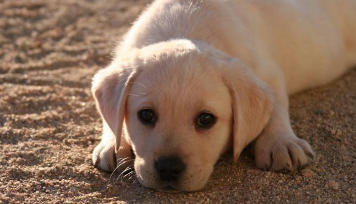 拉布拉多爱咬东西咋办？就应该要这样来训导下(图3)